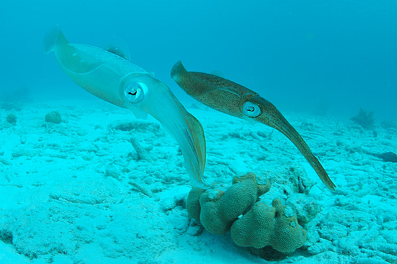 Zátony tintahal , Two Caribbean Reef Squid, Bonaire, Dutch Antil