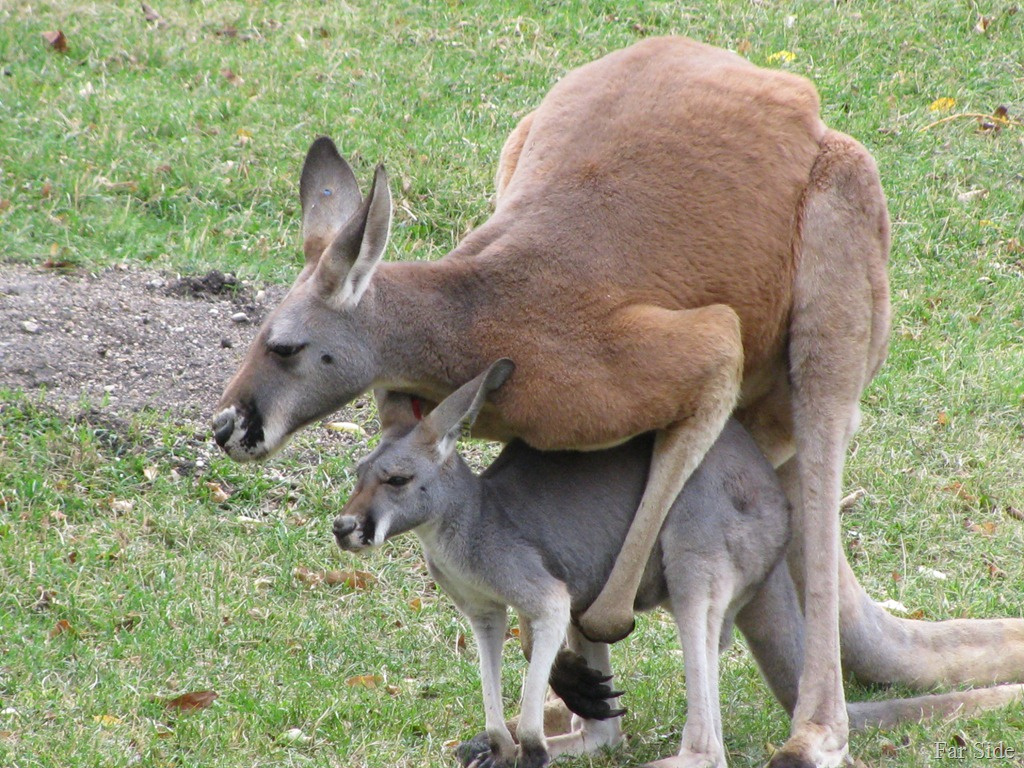 kavorting-kangaroos