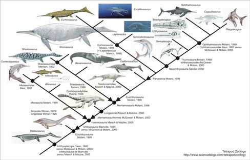 -ichthyosauria ver 2 resized