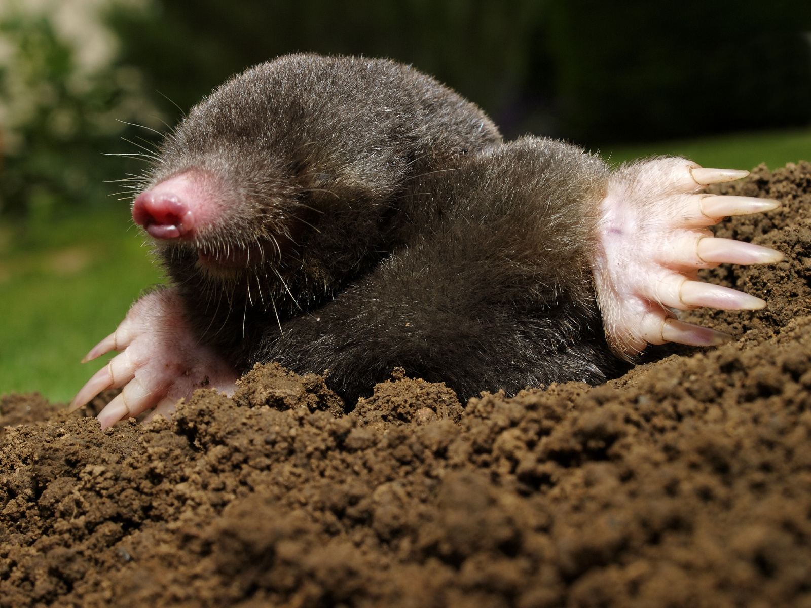 mole