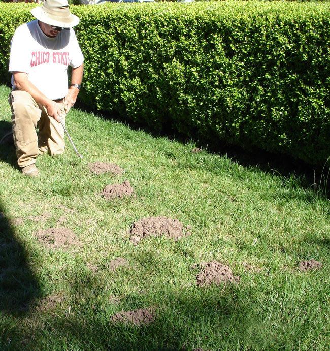 Mole-Damage-in-Lawn-lg