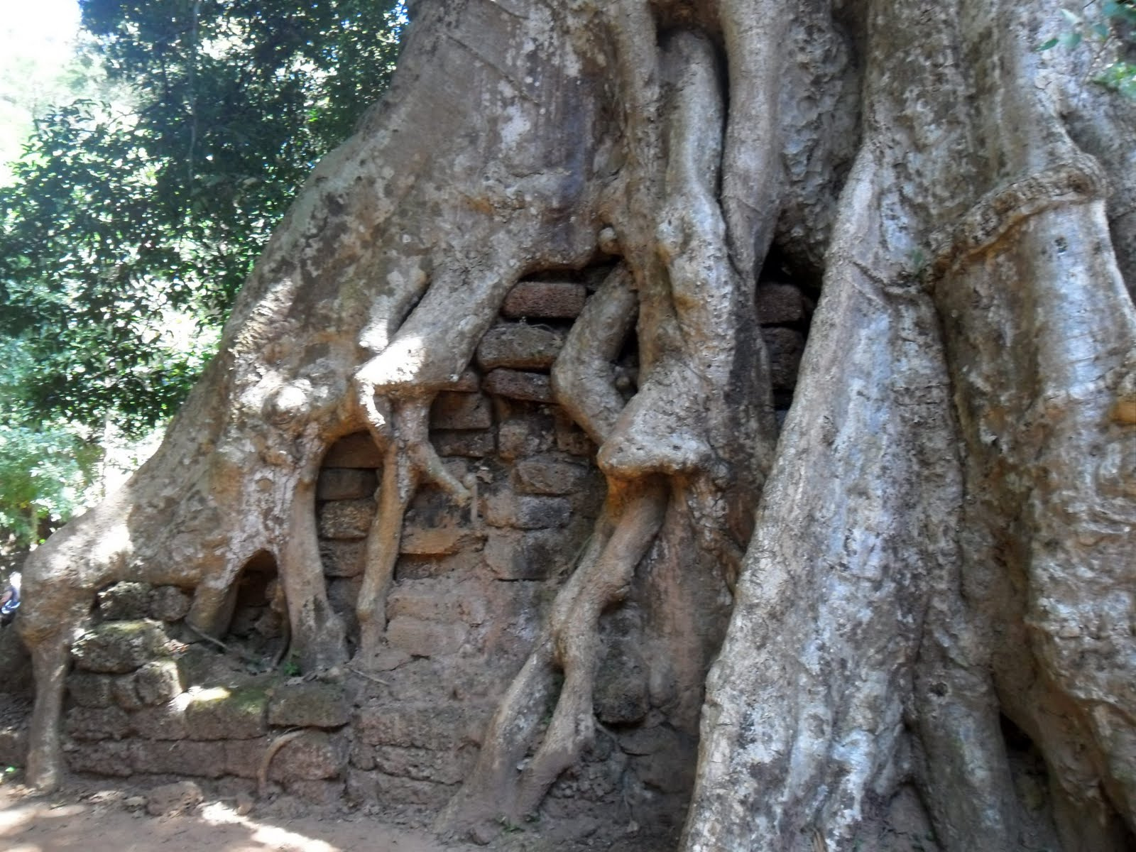 bricks-in-tree-trunk-phimeanakas-angkor-thom-angkor-archaeologic