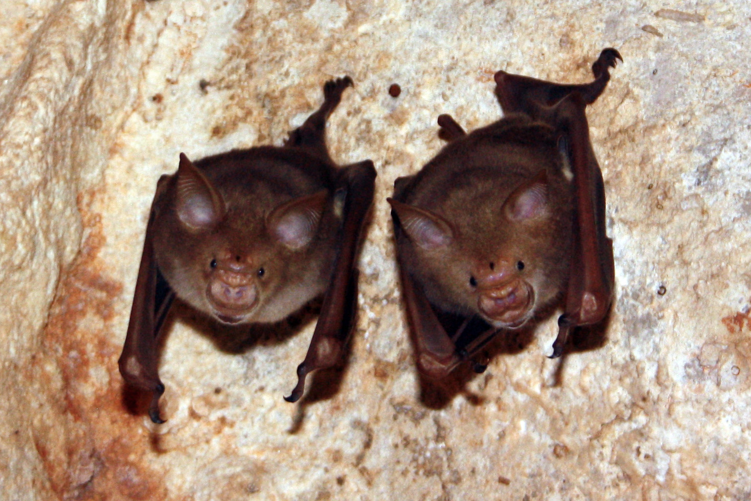 Commerson's leaf-nosed bats hipposideros commersoni