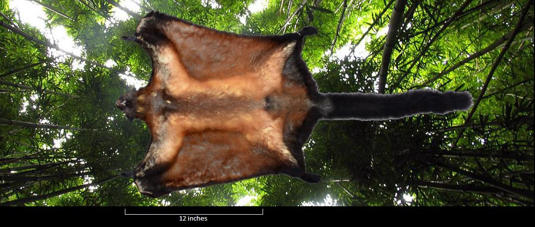 Laos-Giant-Squirrel