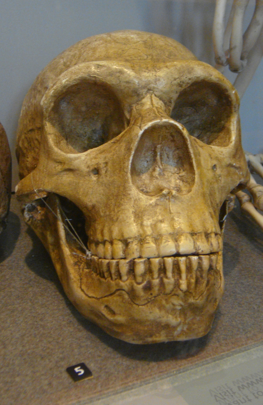 200E.év. Homo neanderthalensis model in Kelvingrove