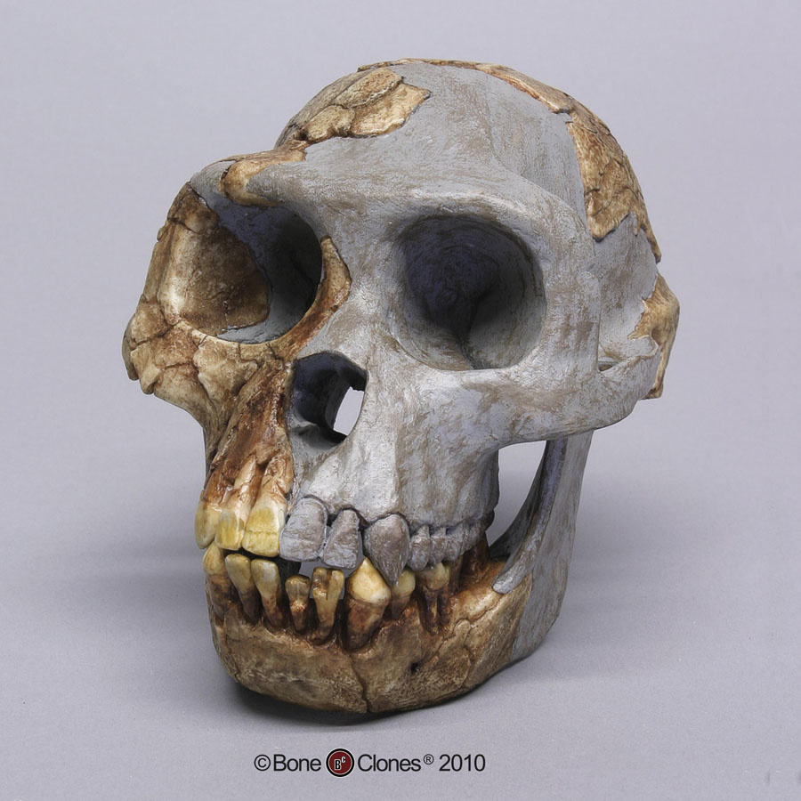 Ardi 4.4 M.év -Ardipithecus ramidus- majomember