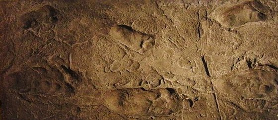 Laetoli footprints replica (2)