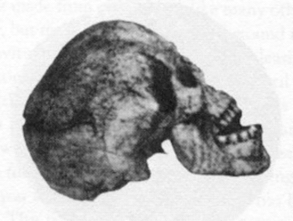 Olduvai koponya 1,2M év