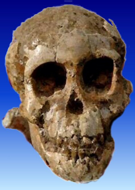 Selam Australopithecus .3.3 M.év
