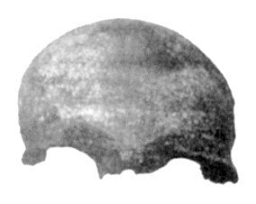 1 Millió év Buenos Aires skull