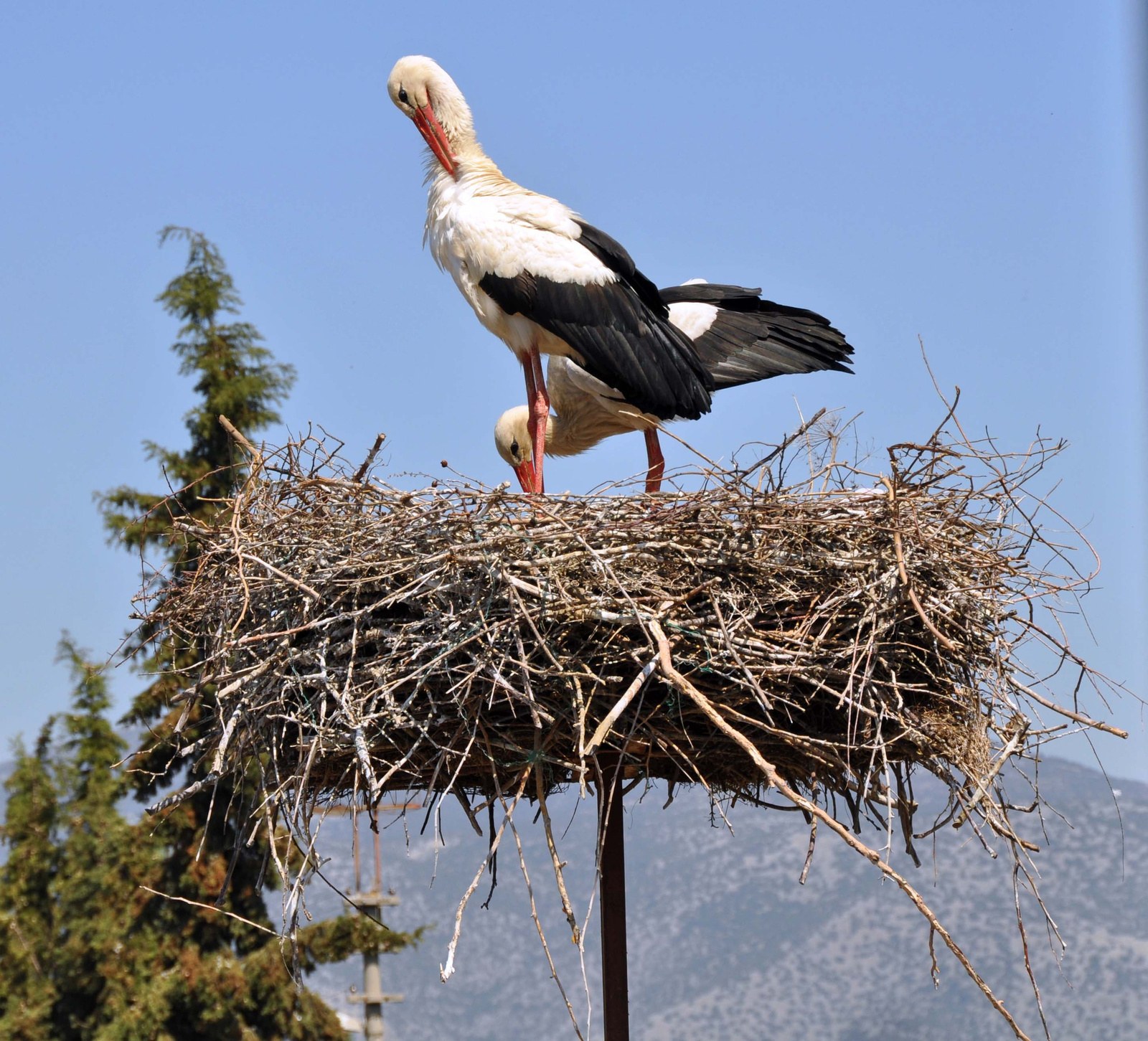 selcukstorks