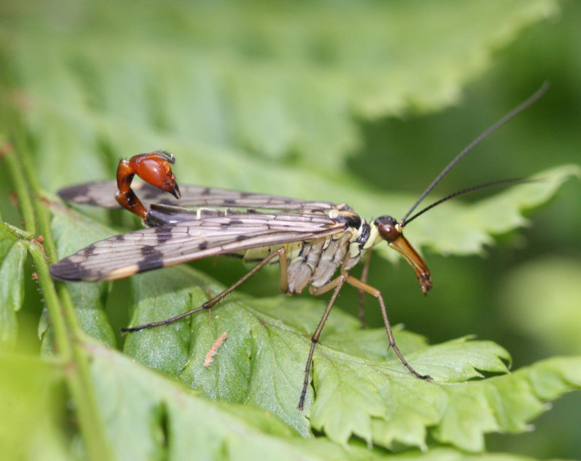 Hatra Skorpió repülő méreg fly scorpion