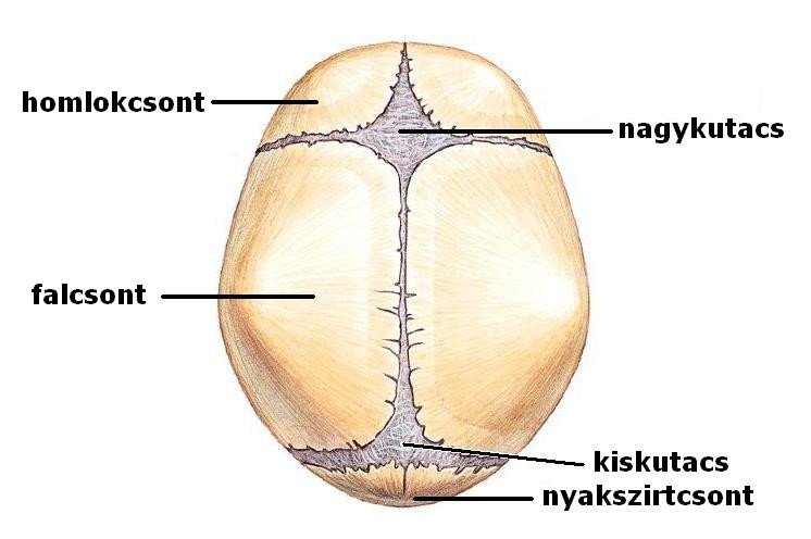 koponya csontok