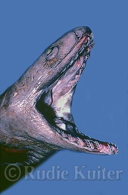 -frilled-shark