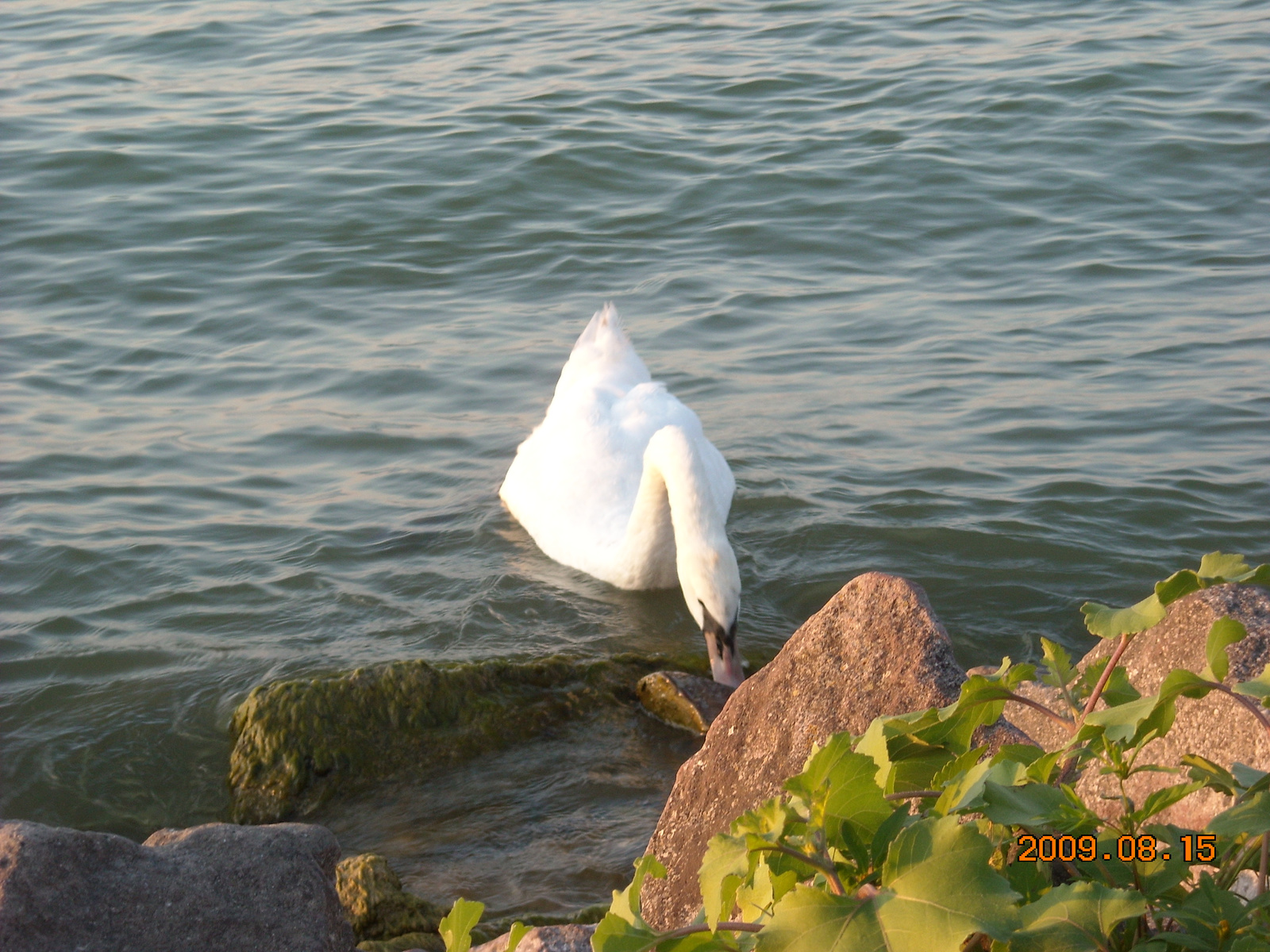 Balaton Túra 2009. augusztus 049