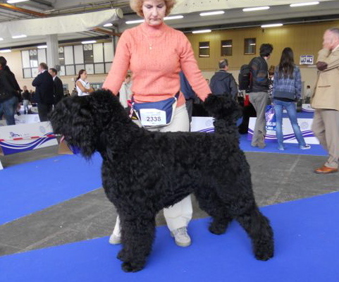 Euro Dogshow CELJE 2010 019