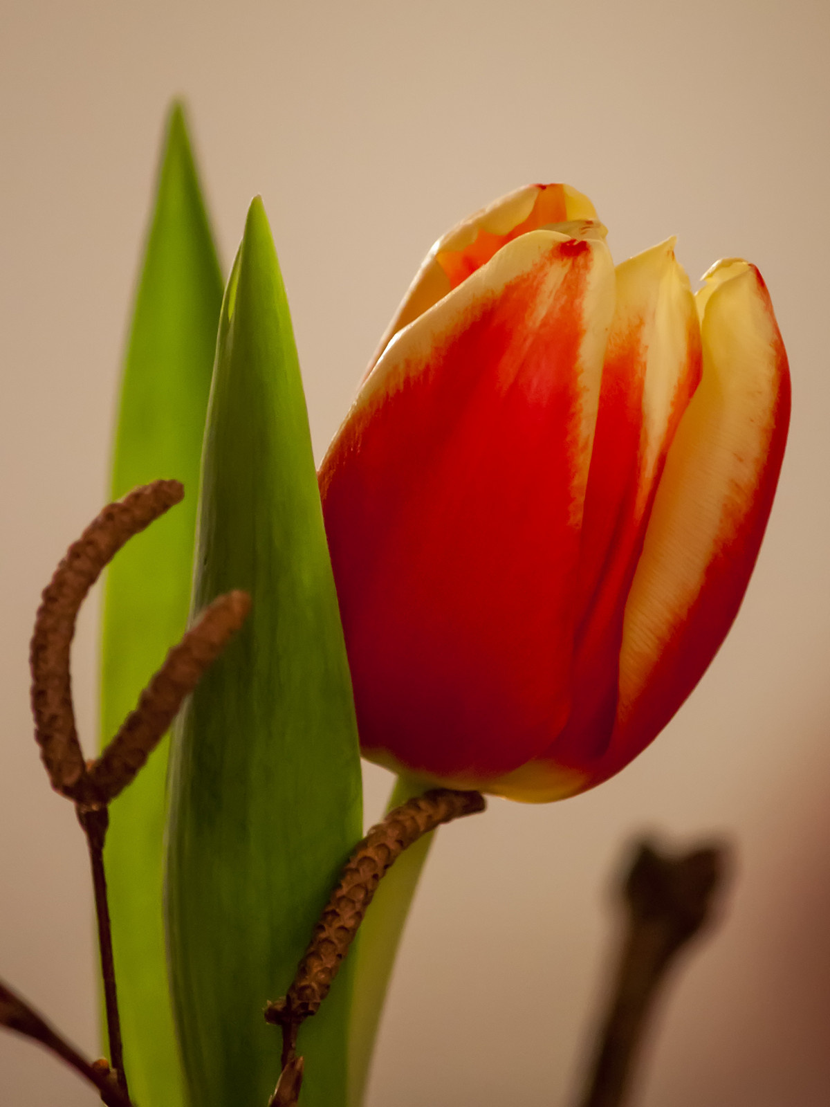 Asztali tulipán