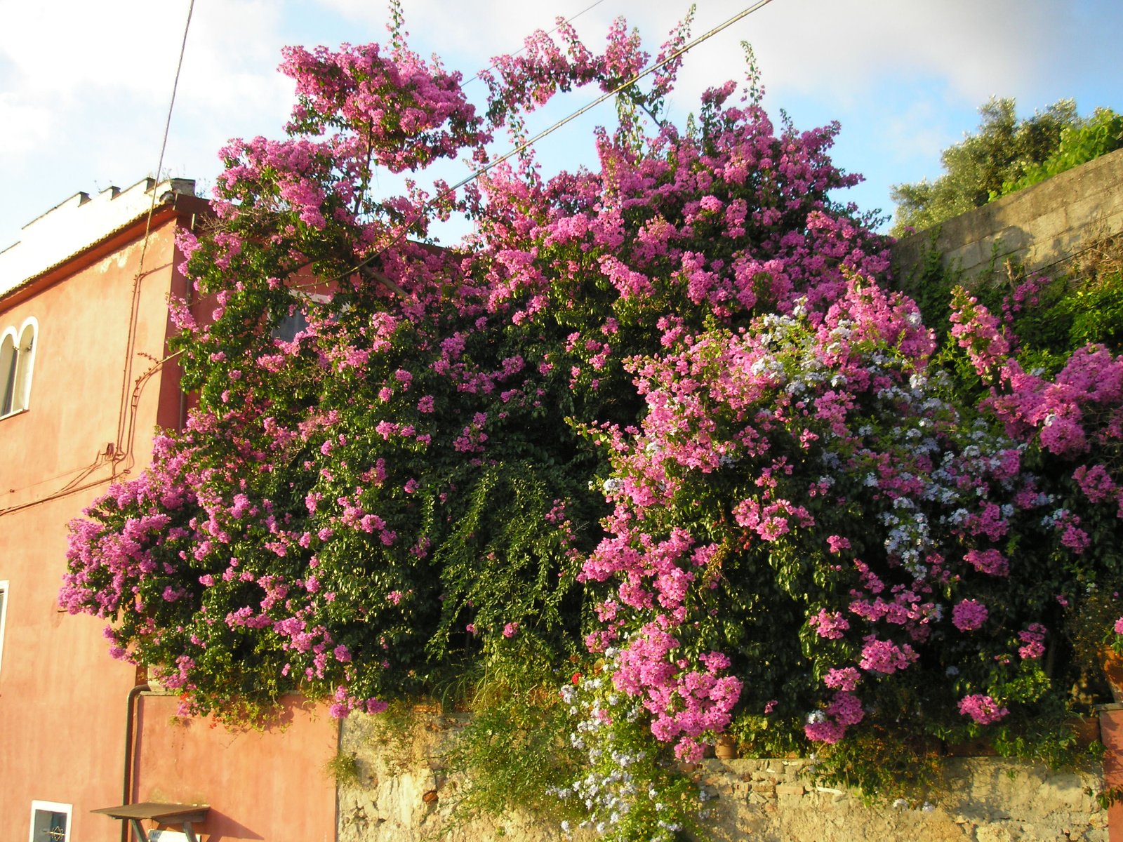 Bougenvillea