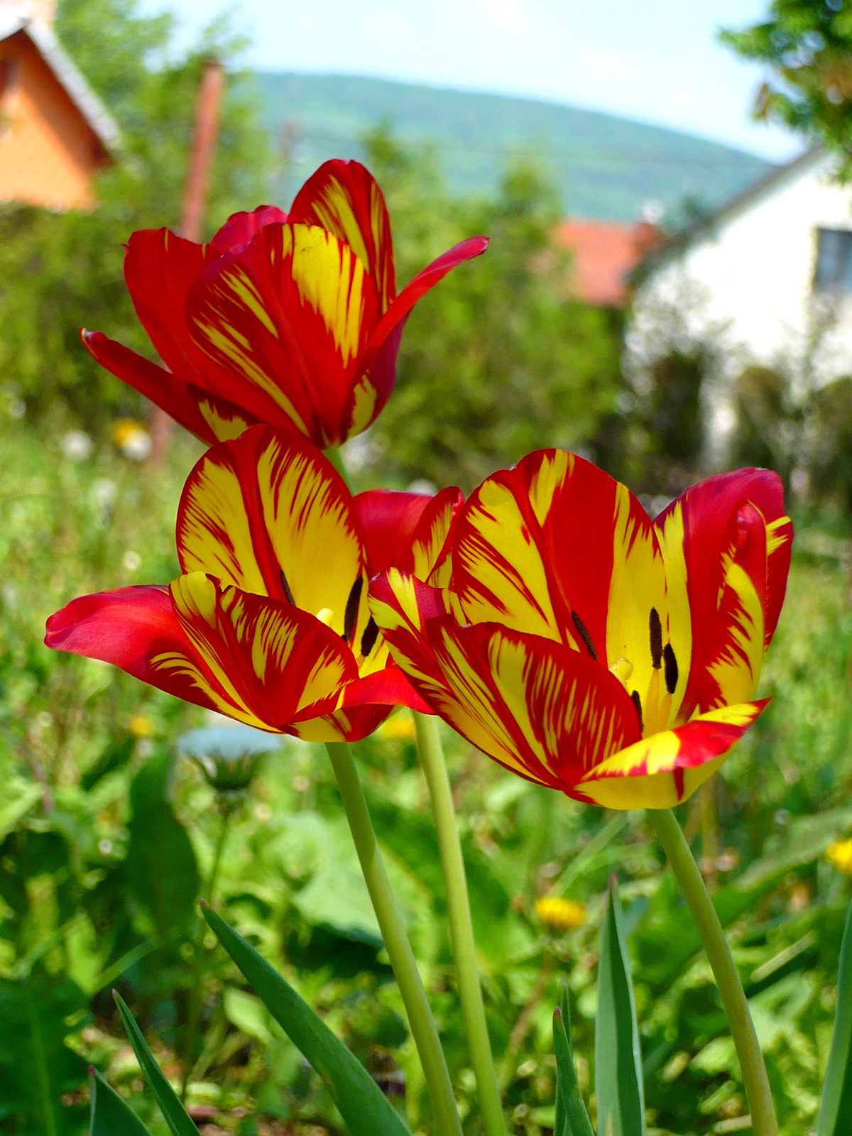 Tulipánjaim