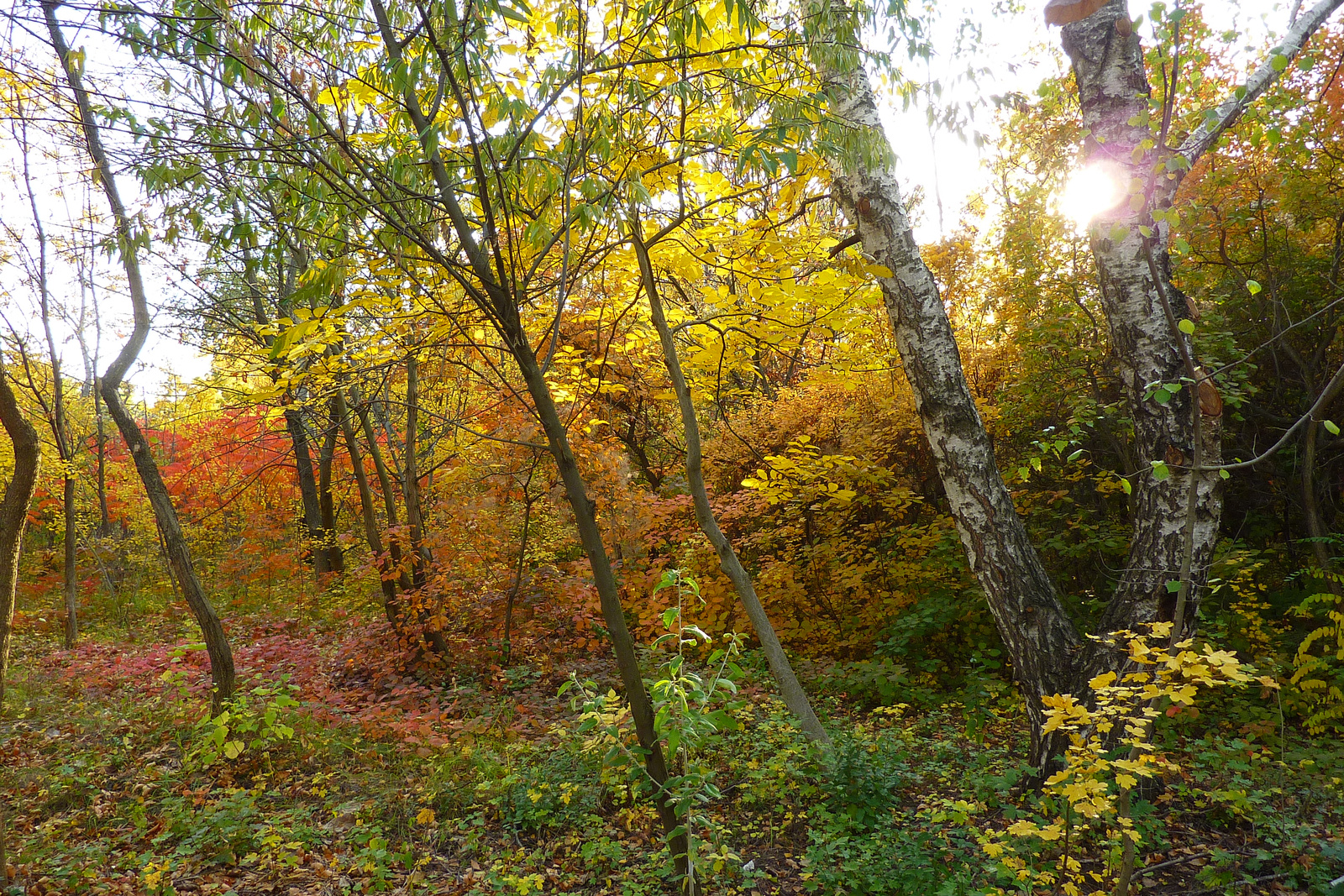 Csepel Kiserdő 13.10.12. (1)