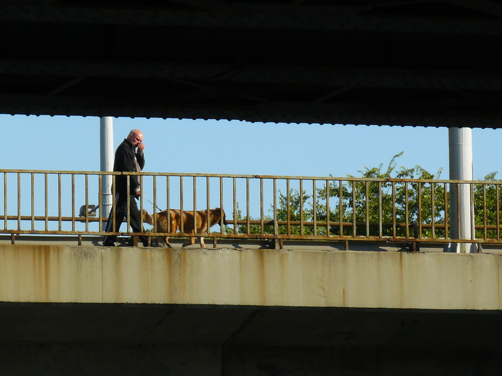 Kutyasétáltató a hídon