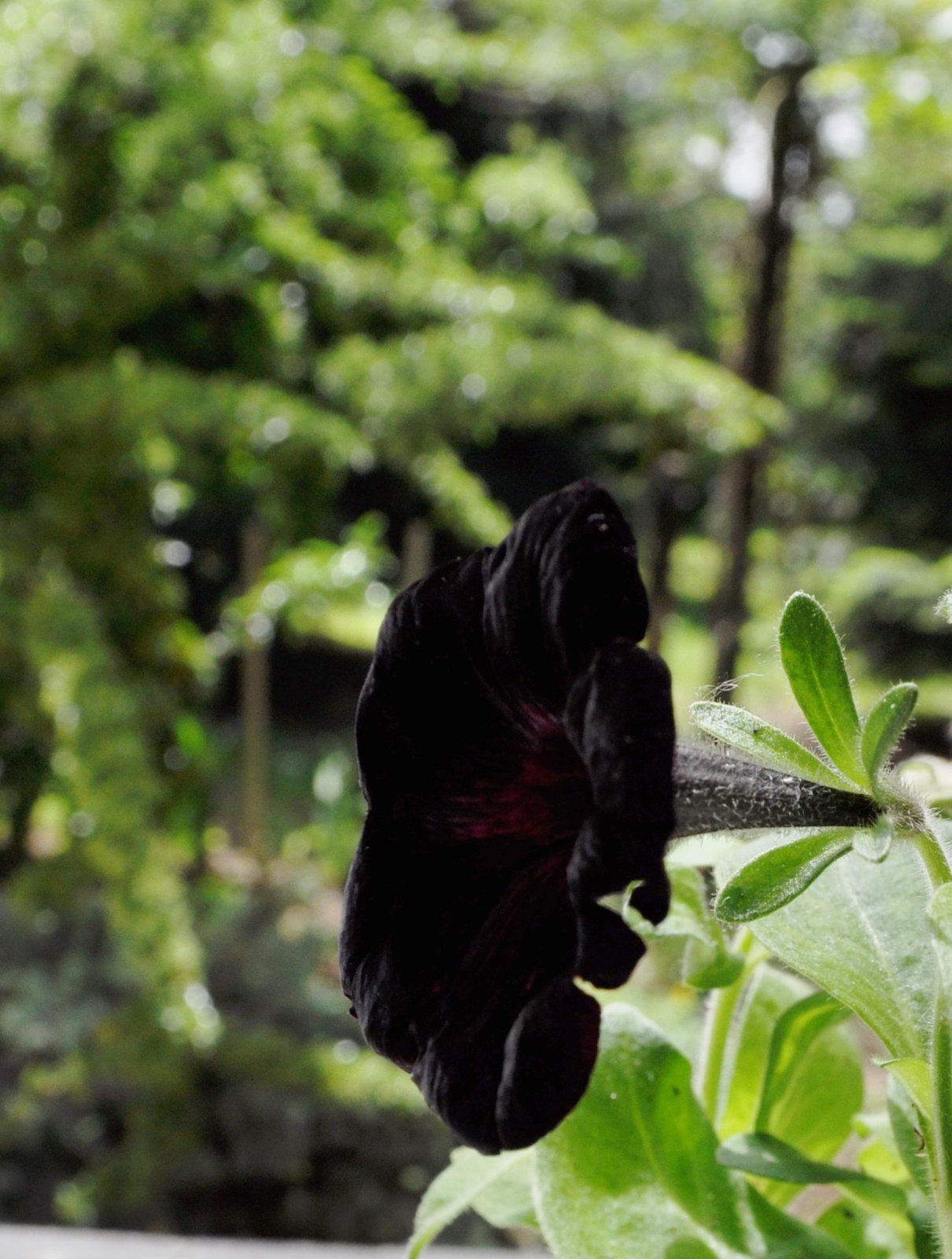 Fekete ...petunia