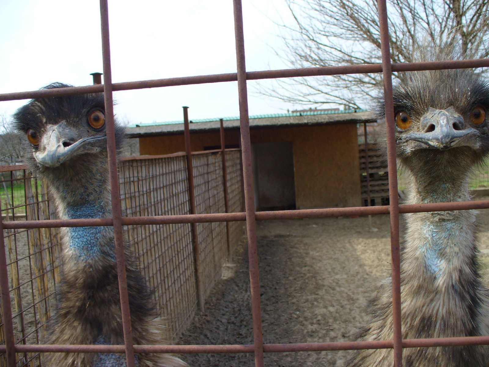 Emu, kettő regi