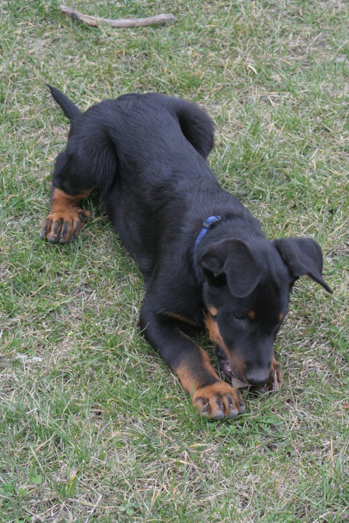 Forez, a kölyök beauceron