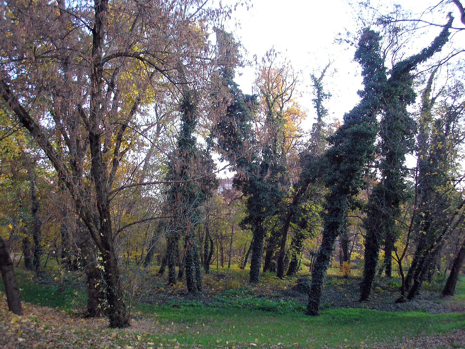 Debrecen. Nagyerdő