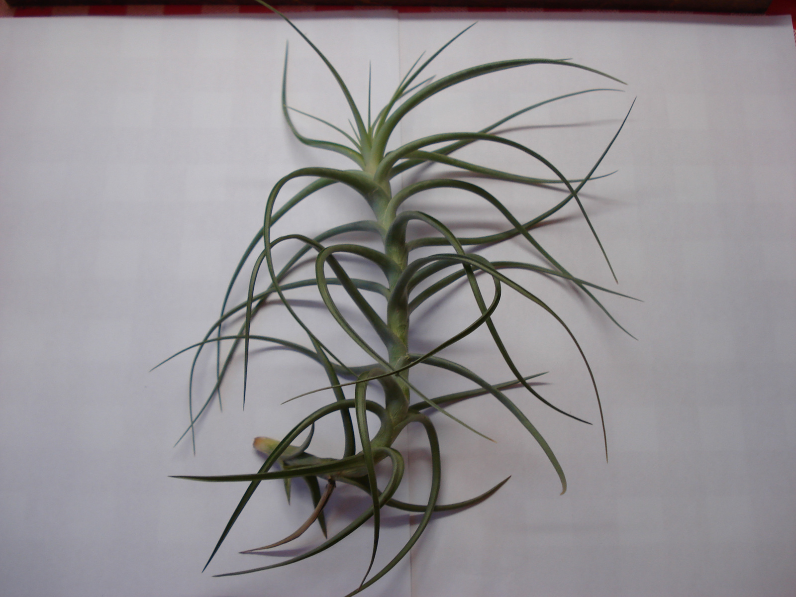 T.Aeranthos Hybrid