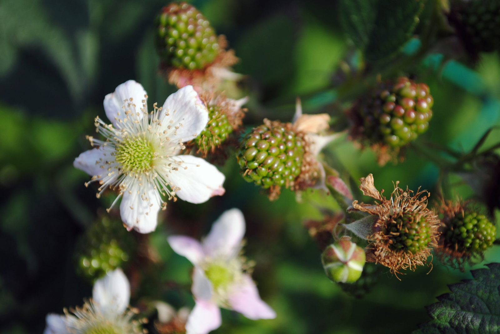 raspberries