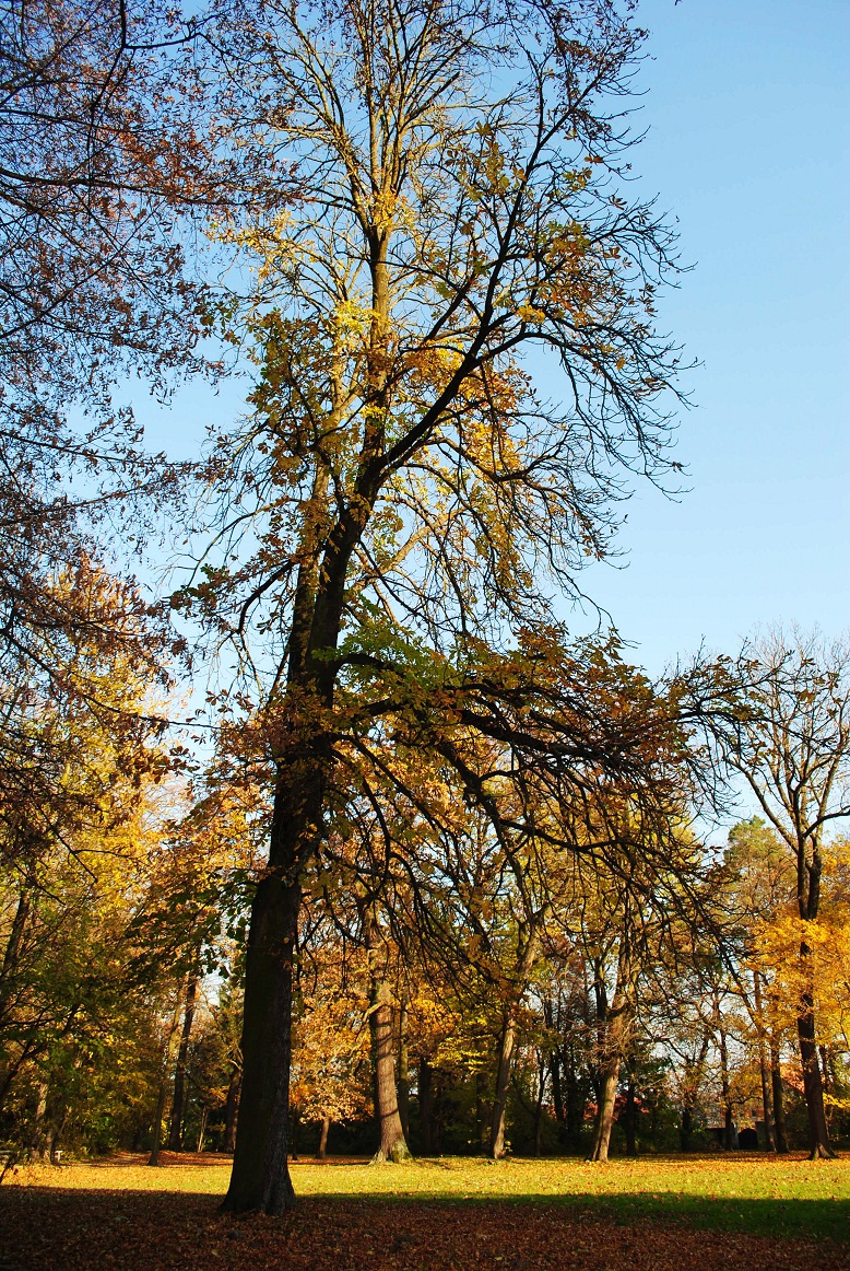 autumn tree