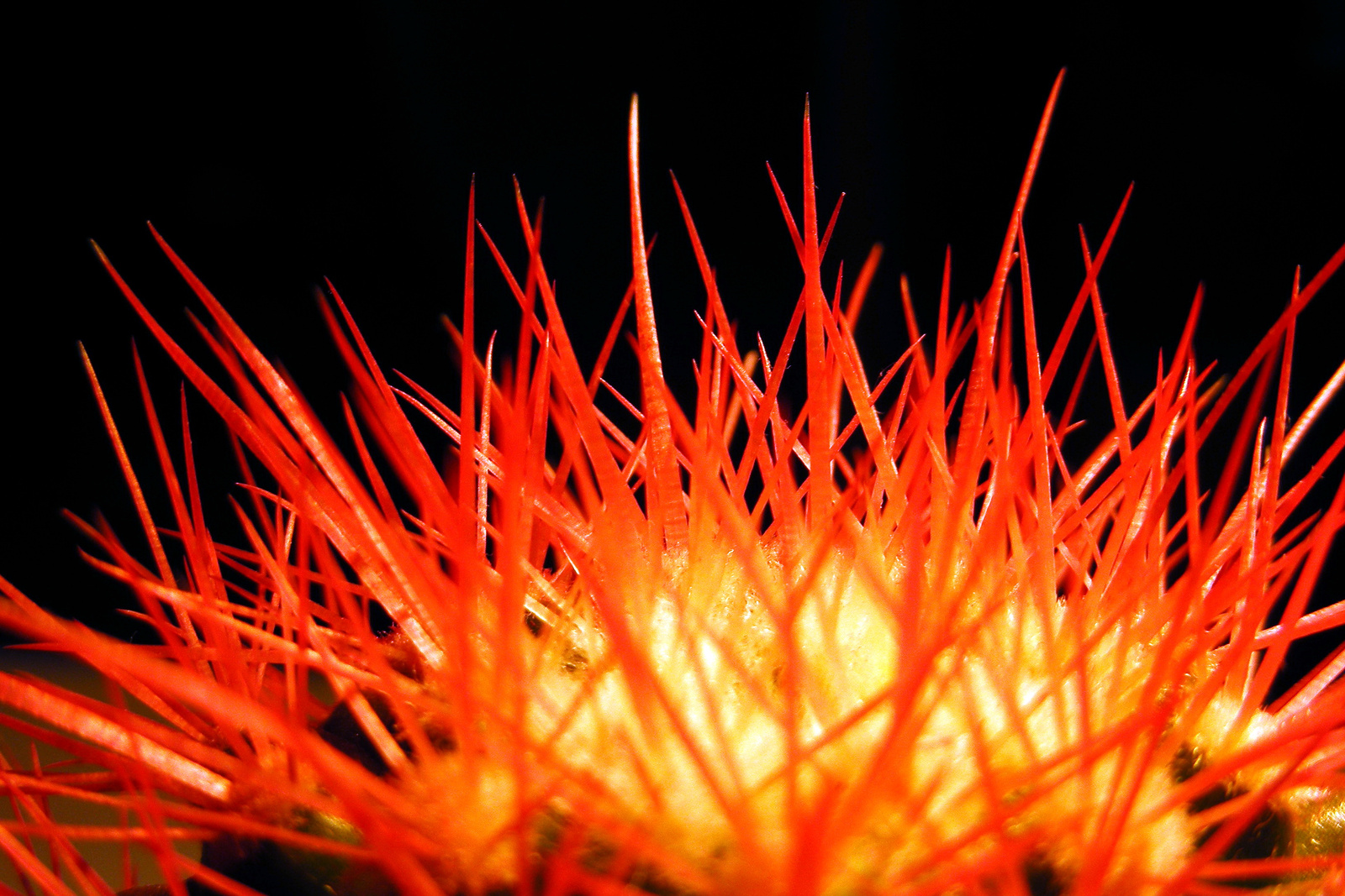 | Elkeveredett fotók #9 - Mérges kaktusz |