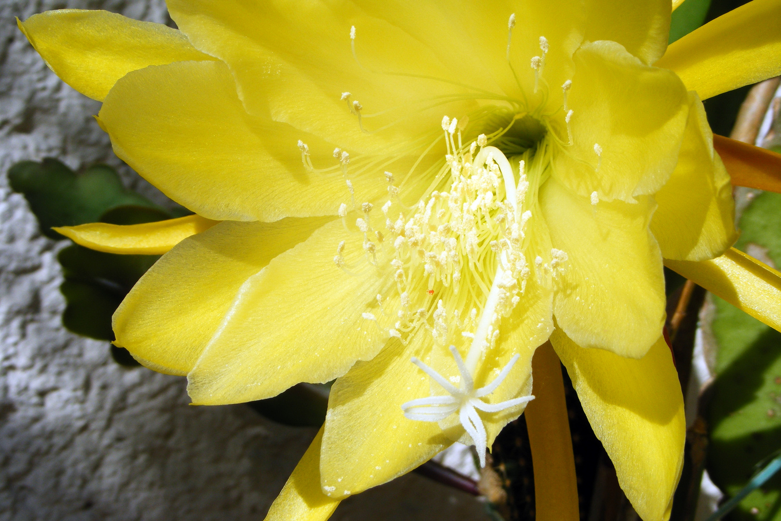 | Elkeveredett fotók #12.5 - Nagyi kaktusza |