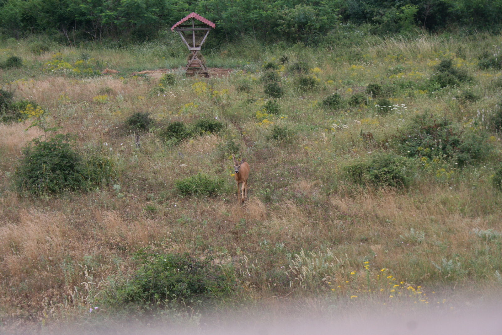 bulgária 2011 153 (2)