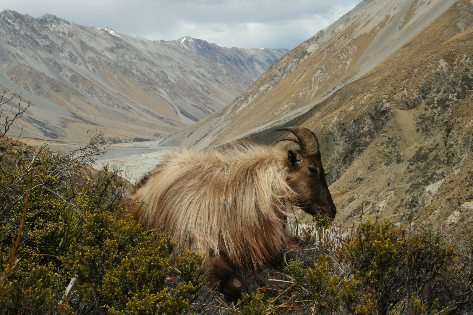 Tahr