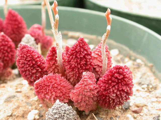 Adromischus marianiae