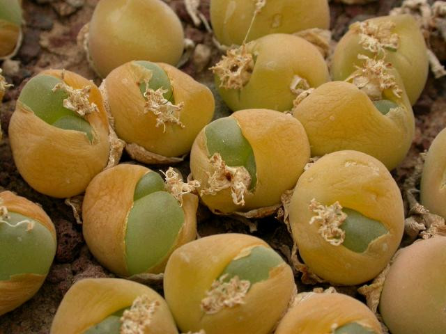 Gibbaeum nuciforme (formerly cryptopodium)