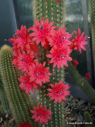 Hildewintera aureispina  Kakteengewächse Cactaceae 01