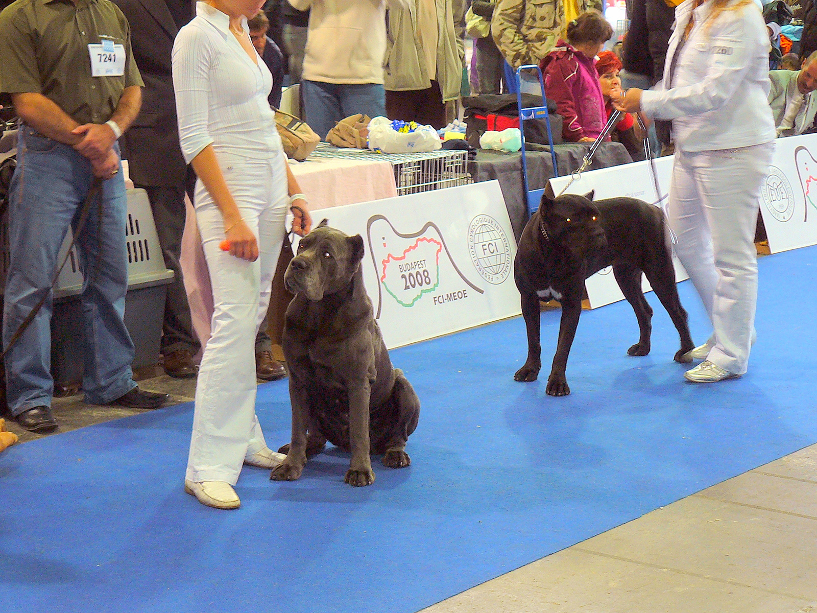 Cane corso