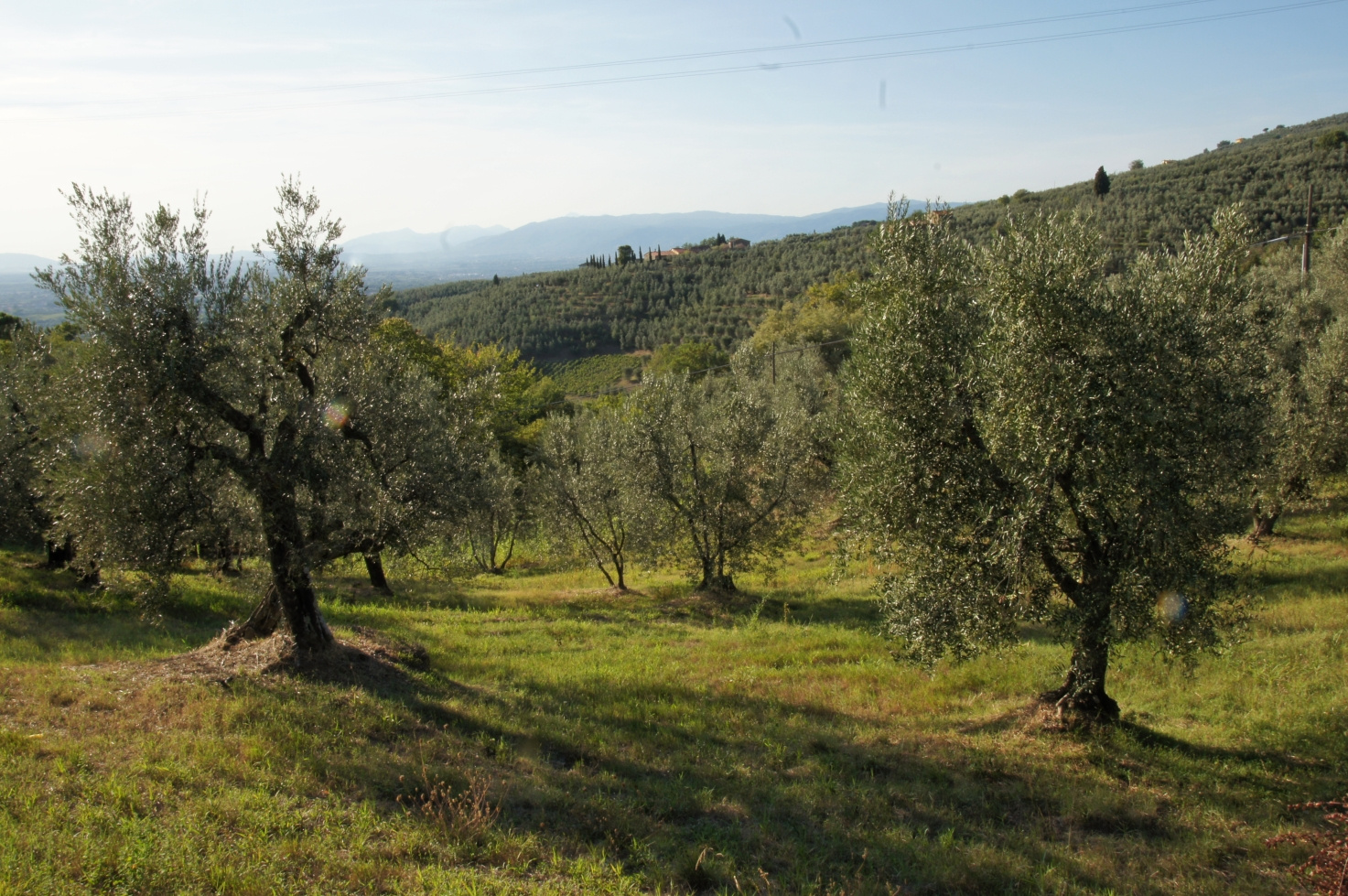 Toscana, Italy, 2011