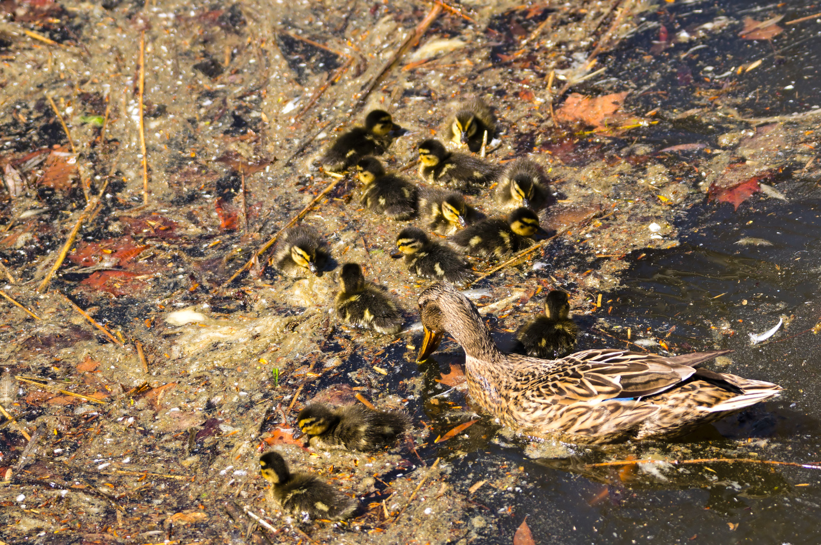 Wild duck family