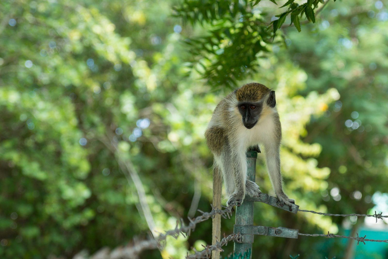 Green monkey - Barbados 2014