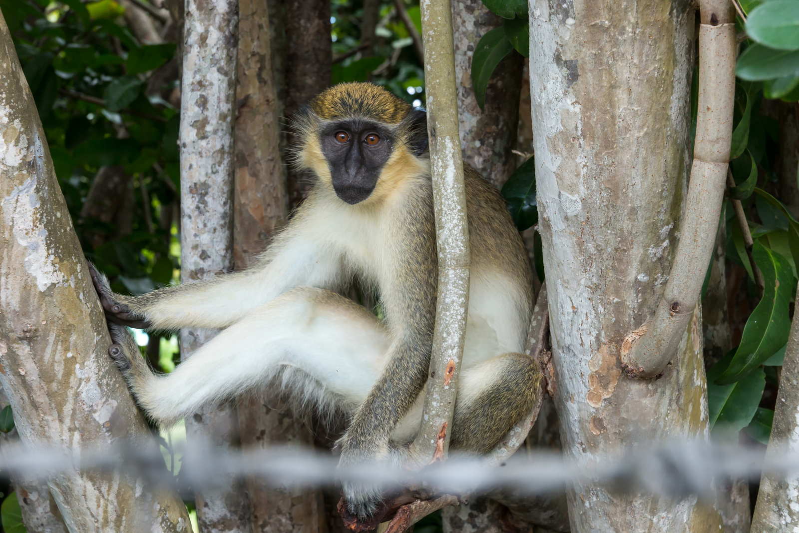 Green monkey - Barbados 2014