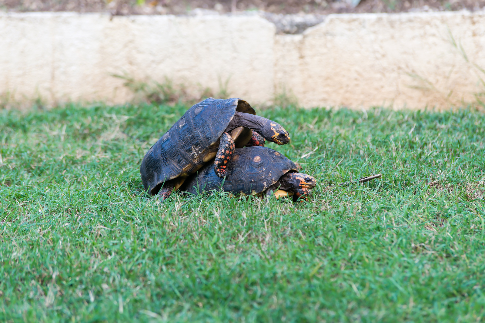 Turtles in the garden - Barbados 2014