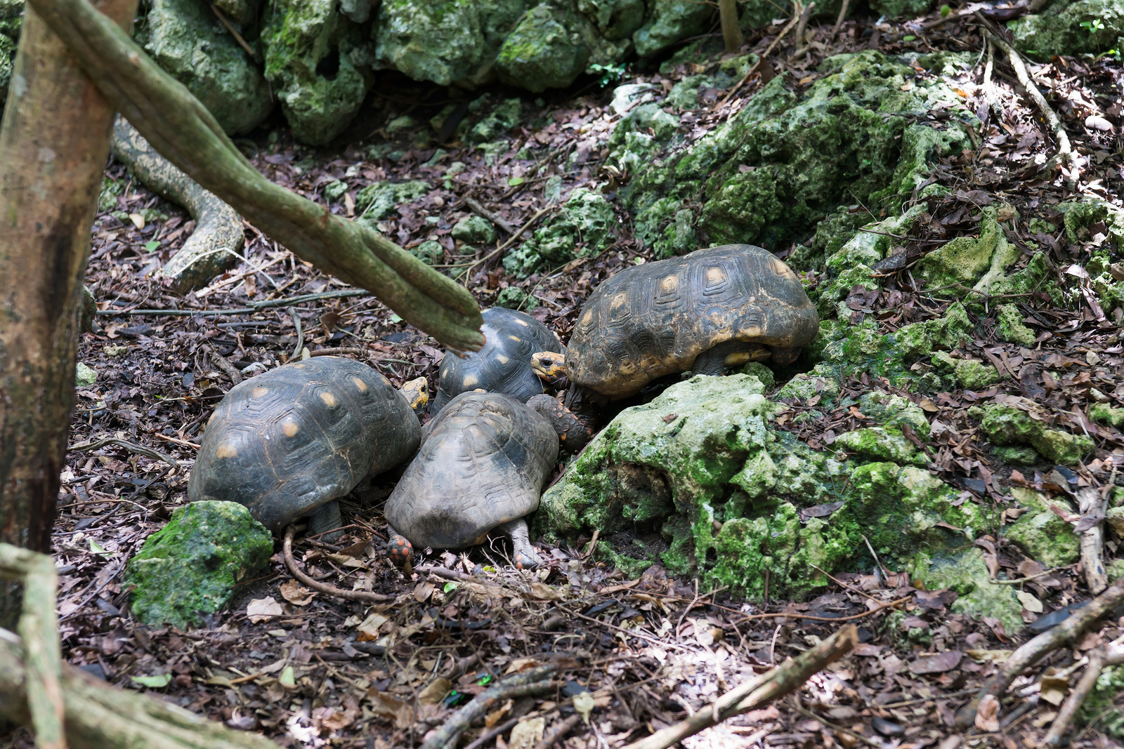 Barbados Wildlife Reserve - St. Peter, Barbados 2014