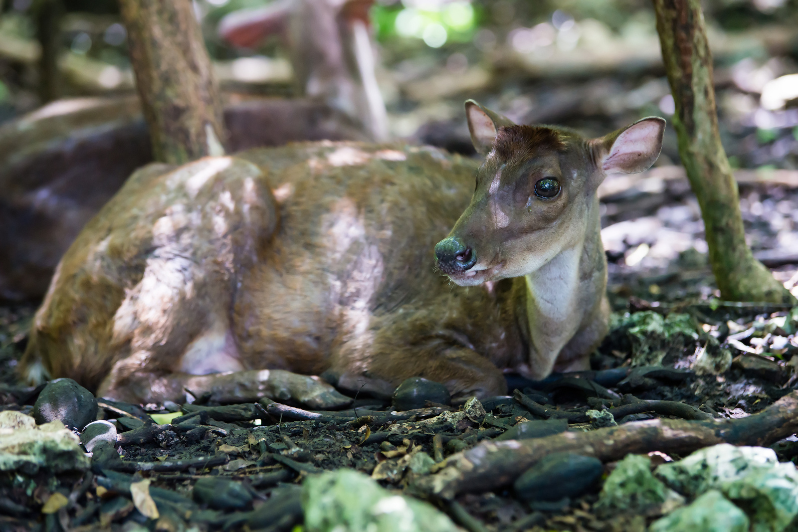 Barbados Wildlife Reserve - St. Peter, Barbados 2014