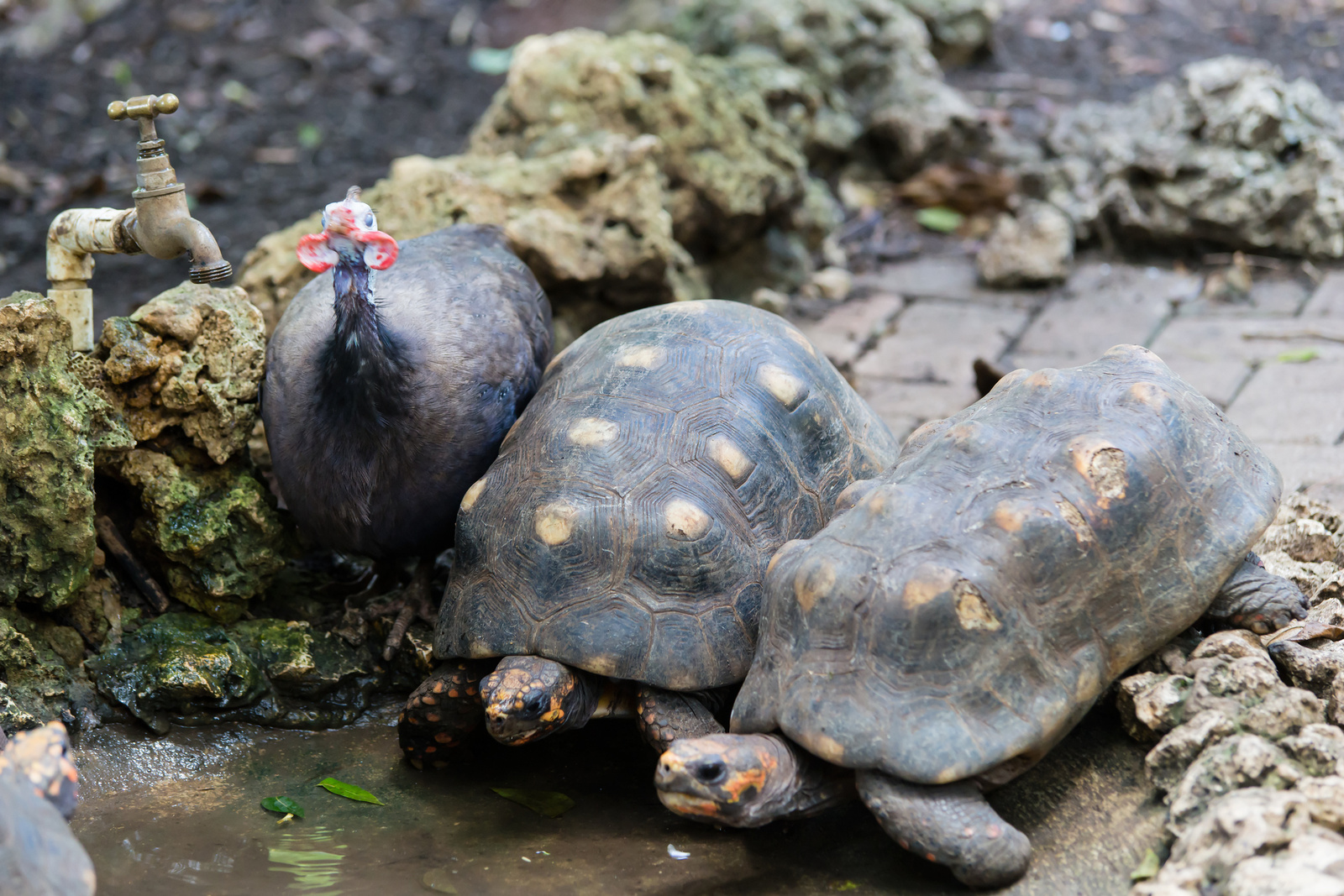 Barbados Wildlife Reserve - St. Peter, Barbados 2014