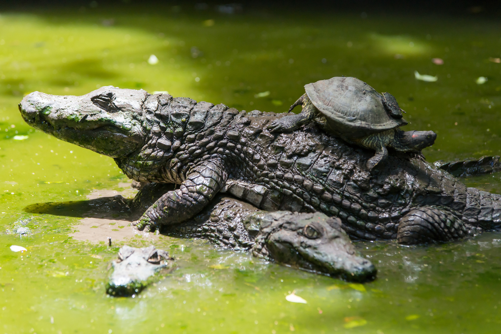 Barbados Wildlife Reserve - St. Peter, Barbados 2014