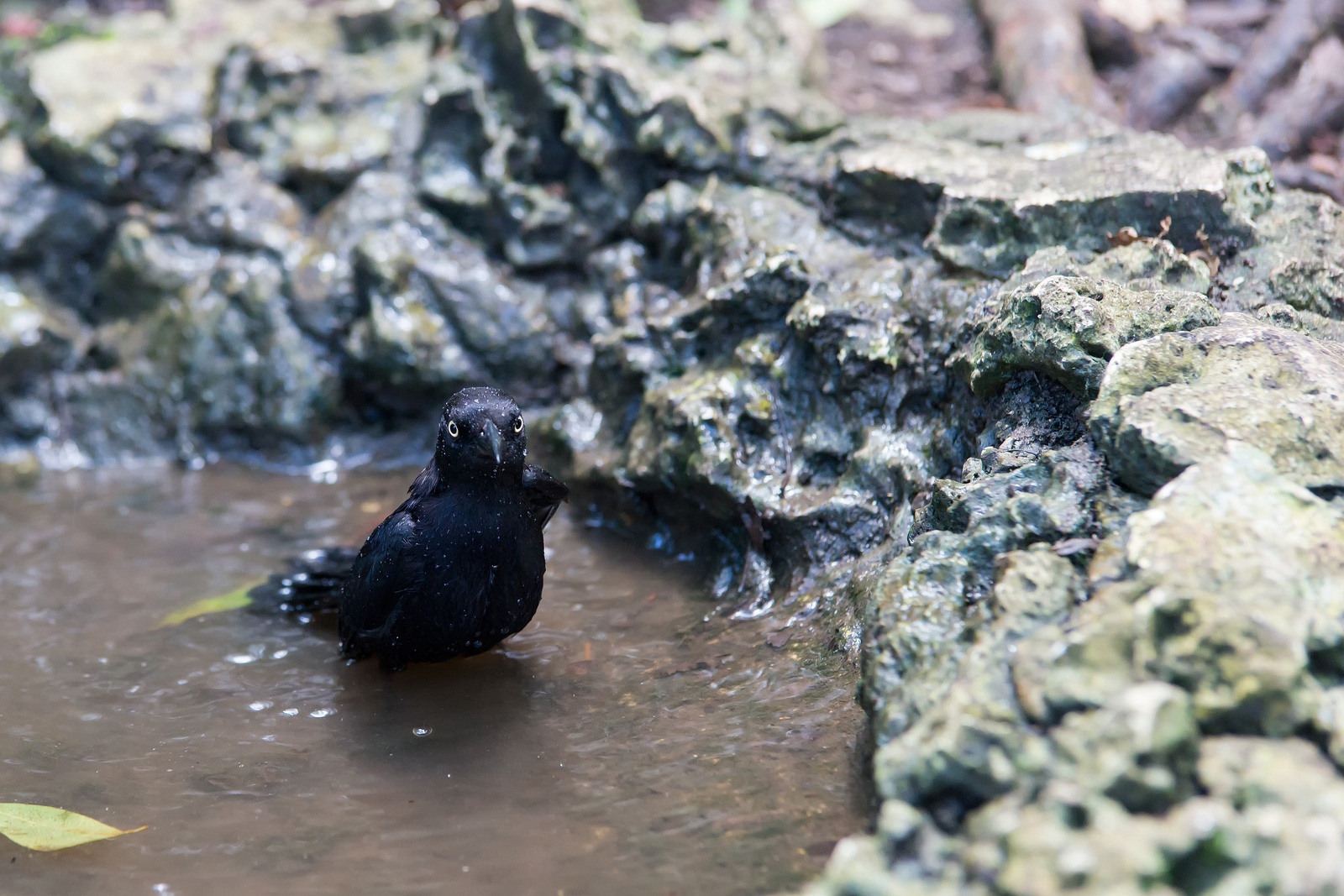 Barbados Wildlife Reserve - St. Peter, Barbados 2014